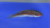 Laboute's Fairy Wrasse