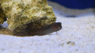 Forktail Blenny