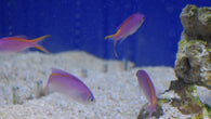 Purple Queen Anthias