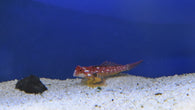 Ruby Red Dragonet