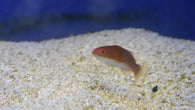 Ruby Longfin Fairy Wrasse