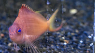 Red Hawkfish